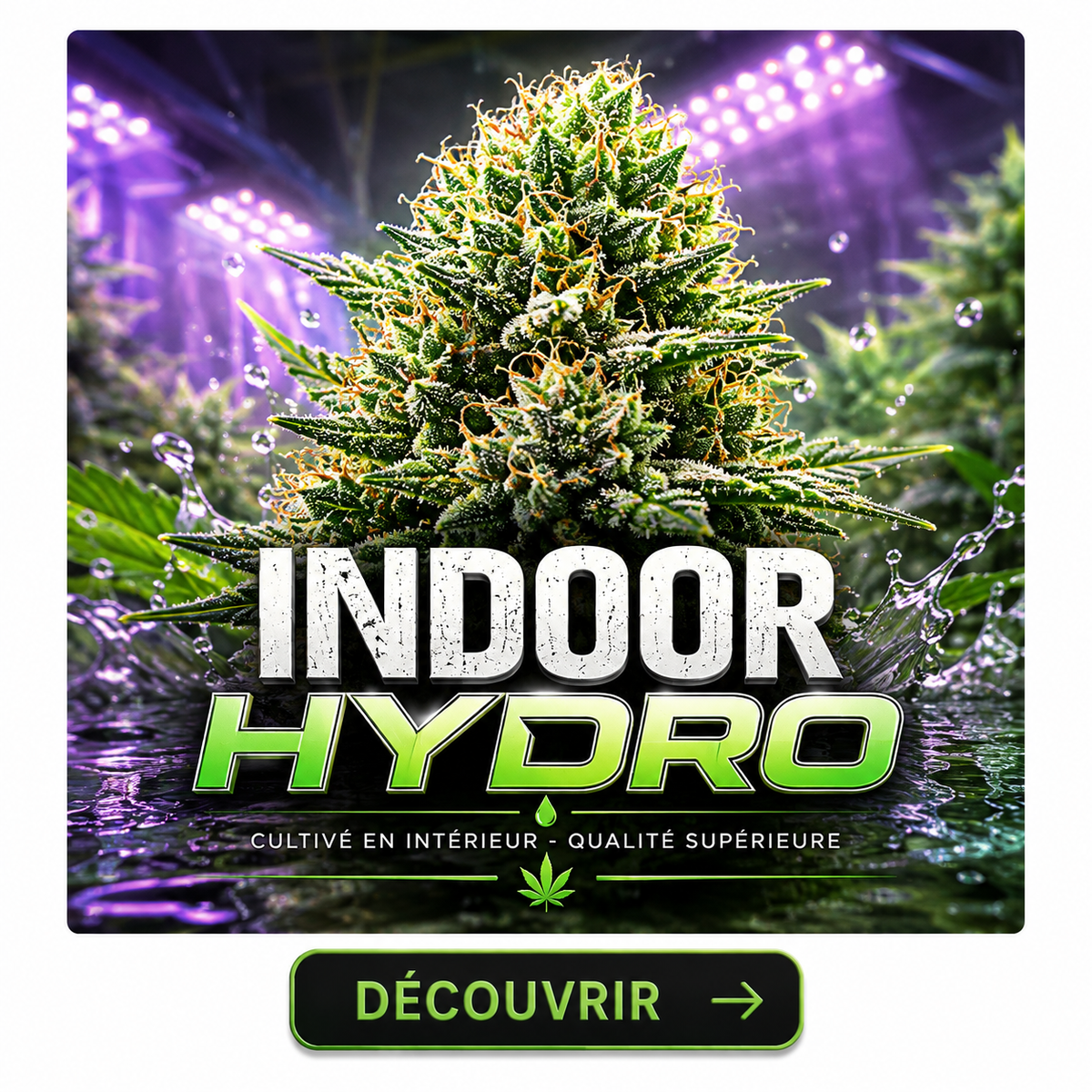Indoor Premium