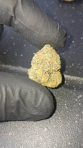 Purple Gaz