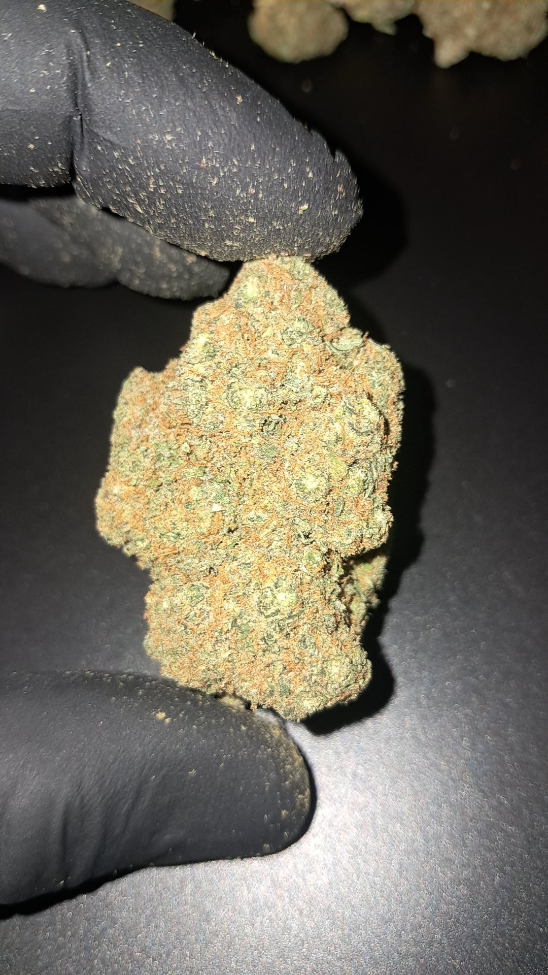 CALI ORANGE BUD