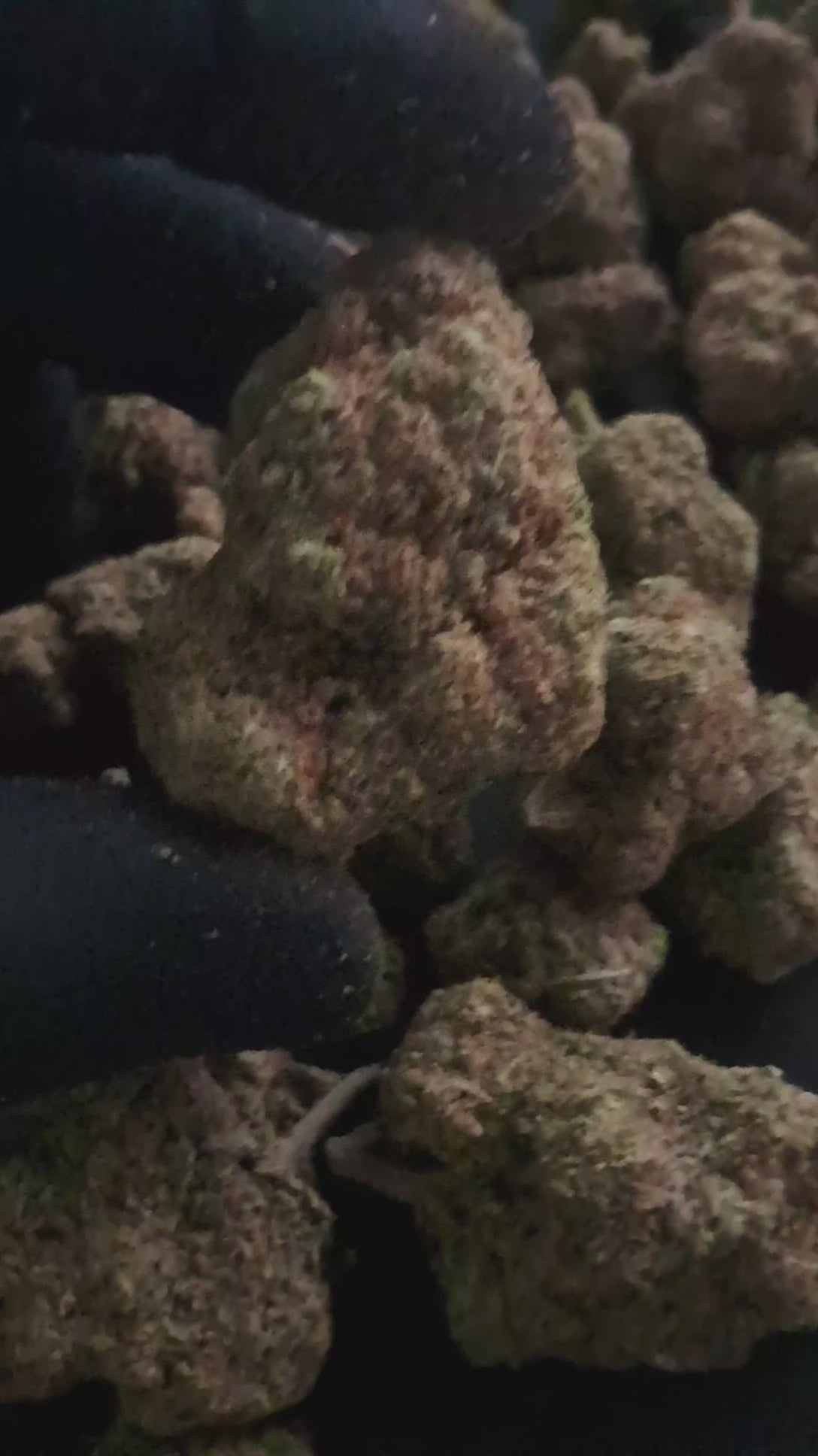 CALI ORANGE BUD